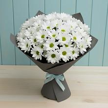 Букет цветов из:  Хризантемы #REPLACE_PRED# Волосово